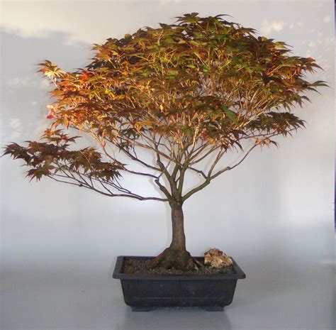 rhode island red japanese maple bonsai